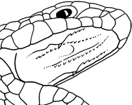 Image of Colubrids