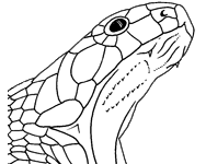 Image of Elapids