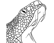 Image of Vipers