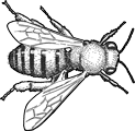Image of Hymenopterans