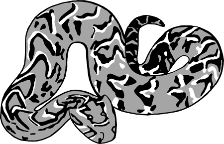 Image of Terrestrial Snakes