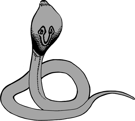 Image of Terrestrial Snakes