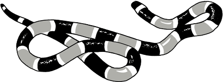 Image of Terrestrial Snakes