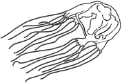 Image of Cnidarians