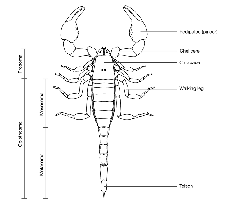 VAPAGuide Morphological identification