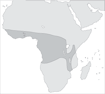 Atheris ceratophora  The Reptile Database