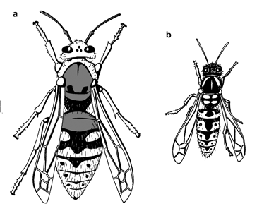 VAPAGuide - Biomedical database - Hymenopterans (Bees, Wasps and Ants ...