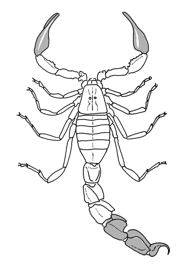 androctonus bicolor