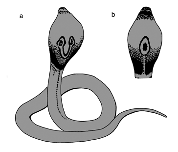 Naja tripudians, Print, Naja is a genus of venomous elapid snakes known as  cobras. Several other genera include species commonly called cobras (for  example the ring-necked spitting cobra and the king cobra)