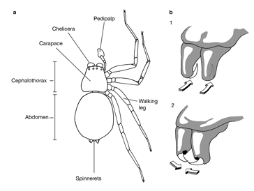 Pain-related spider species. Mygalomorph and araneomorph spiders are